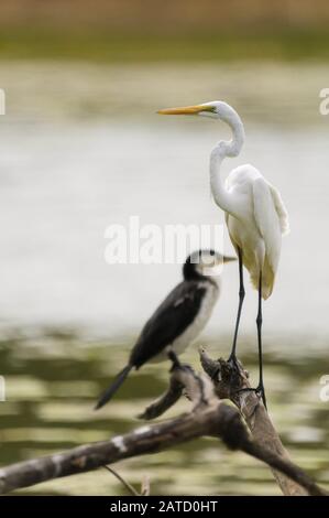 Great White Egret settling perched on a branch in a lagoon in Far North Queensland, Australia waiting for its plumage to dry. Stock Photo