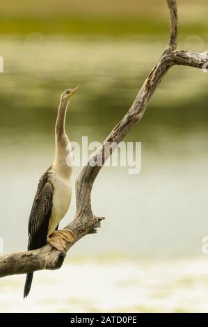 Lone Australasian Darter sits perched on a dead tree on a lagoon in the Gulf Country of North Queensland drying its plumage. Stock Photo