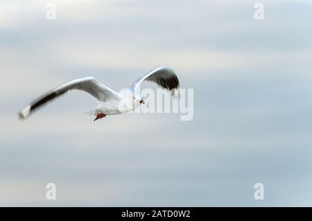 Flying Silver gull in an open, daytime cloudy sky in Cairns, Queensland. Stock Photo