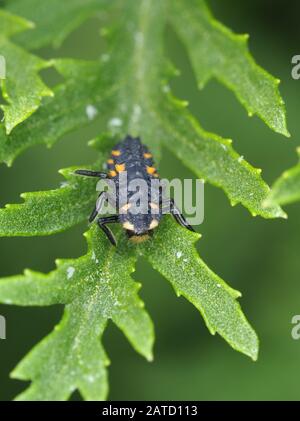 Larva of Coccinella septempunctata (seven-spotted ladybug) Stock Photo