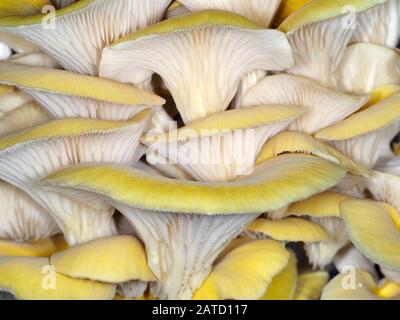 Cultivated Pleurotus citrinopileatus (golden oyster mushroom) Stock Photo