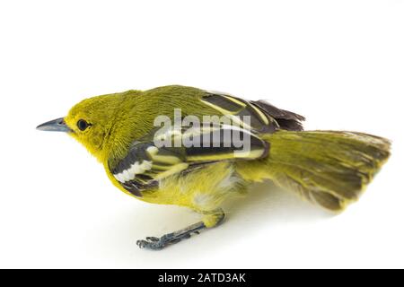 The common iora (Aegithina tiphia) isolated on white background Stock Photo