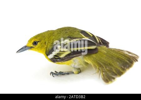 The common iora (Aegithina tiphia) isolated on white background Stock Photo