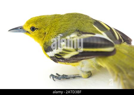 The common iora (Aegithina tiphia) isolated on white background Stock Photo