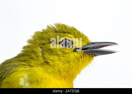 The common iora (Aegithina tiphia) isolated on white background Stock Photo