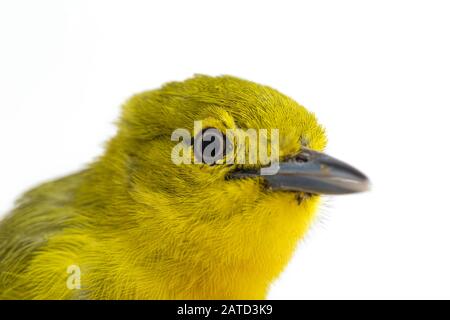 The common iora (Aegithina tiphia) isolated on white background Stock Photo