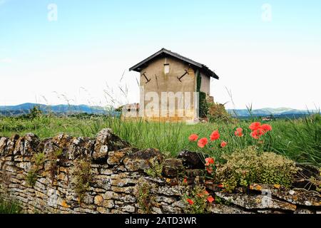 Roadside poppies and a pretty farm building on the walk from Bagnols village and countryside in the golden stones - pierre dorées region of France Stock Photo