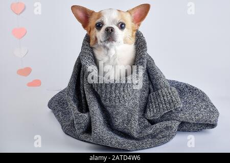 Cute Chihuahua dog wrapped in blanket at home Stock Photo Alamy