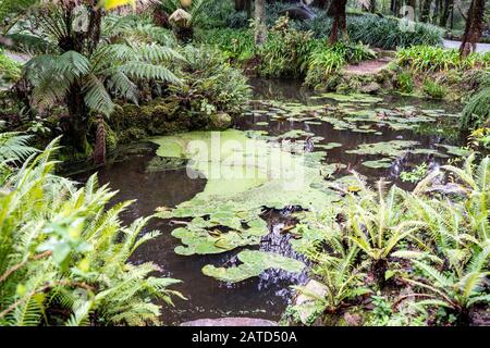 Algae covered pond in the Pena Palace Gardens in Sintra, Portugal along the valley of lakes trail Stock Photo