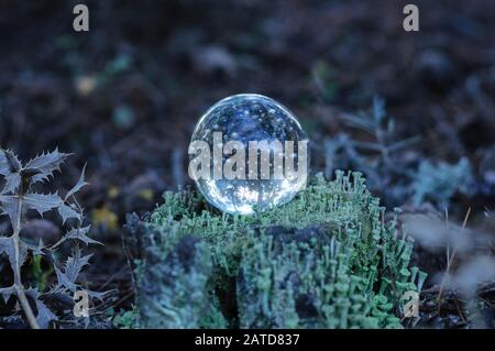 a glass ball on a stump covered with light green moss in the forest ...