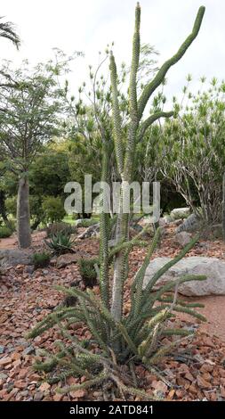 Alluaudia procera is a deciduous succulent plant species of the family Didiereaceae. This plant has thick water-storing stems and leaves. Octopus tree Stock Photo