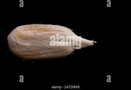 peeled roasted sunflower seed on black isolated background. Stock Photo