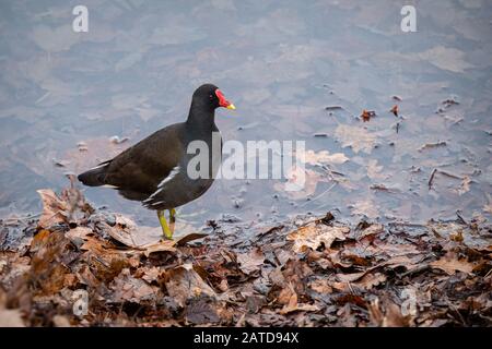 A Gallinule, water hen, on the edge of a lake, feet in the dead leaves Stock Photo