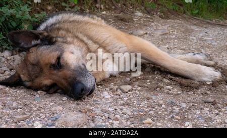 Dog sleeps on a dusty road. Stock Photo