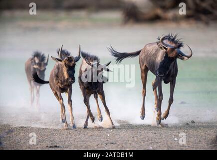 Blue wildebeest calves running in the bush, Botswana Stock Photo