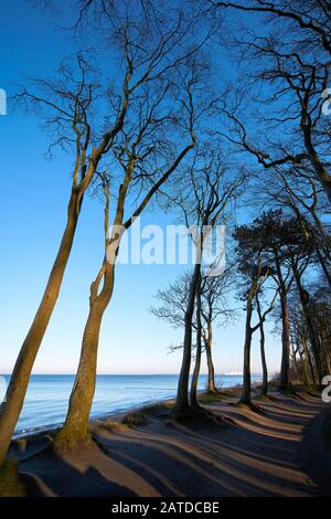 Coastal forest with beech trees on the cliff of Warnemünde on the Baltic Sea Stock Photo
