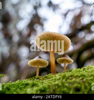 Bonnet Mushroom (Mycena) on a dead tree trunk in the forest Stock Photo