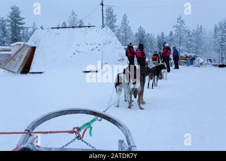 Saariselka, Finland - December 30, 2017: dog sledding in Finland surign winter