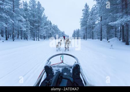 Saariselka, Finland - December 30, 2017: dog sledding in Finland surign winter