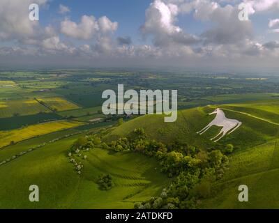 An aerial image of the historic Westbury White Horse in Wiltshire. Picture taken from a drone. Stock Photo