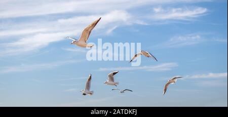 Single seagull is found on the shore of the sea Stock Photo