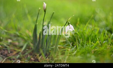 First spring flowers with colorful natural background on a sunny day. Beautiful little white snowdrops in the grass. End of winter season in nature. ( Stock Photo