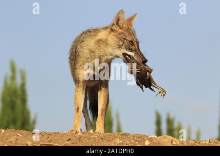 Golden jackal with its prey