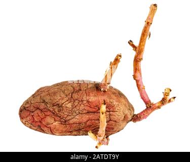 Old germinated pink potato isolated on white background. Big sprouts Stock Photo