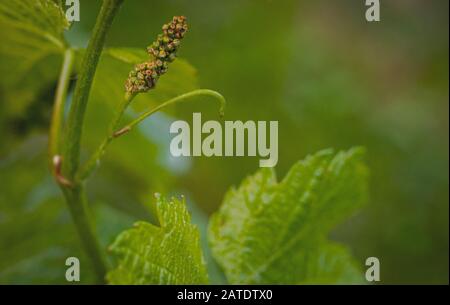 Close-up of developing inflorescences on grapevine (vitis vinifera) in spring time. Young buds of grapevine. Trentino Alto Adige, northern  Italy. Stock Photo