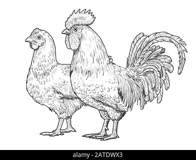 Drawing of rooster and hen. Sketch of adult male chicken, black and white illustration Stock Photo