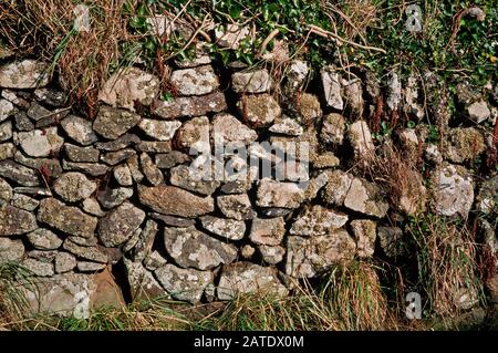 Pembrokeshire, Wales.UK. Lichens and mosses growing on a farmyard stone wall Stock Photo