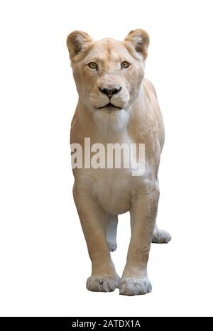 female lion (panthera leo) isolated on white background Stock Photo