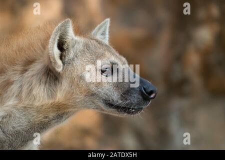 spotted hyena or laughing hyena head close up Stock Photo