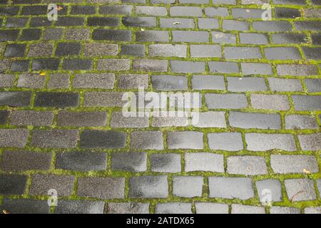 Close up of wet cobbled street with moss  in Edinburgh, Scotland, UK Stock Photo