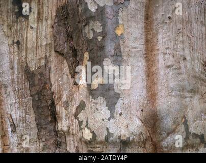 Cracow. Krakow. Poland. Plane tree bark. Texture background. Stock Photo
