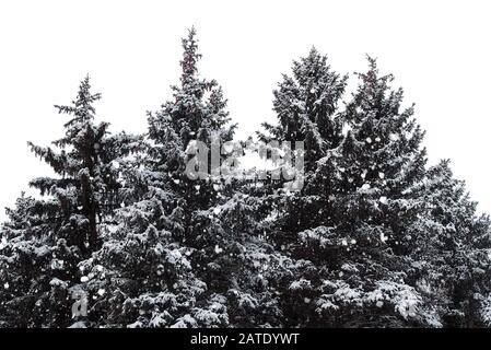Winter Forest and Snow, Fir Trees and snowfall isolated on white Background Stock Photo