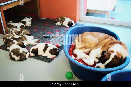 Saint Bernard puppies and dog sleeping breeding kennel Martigny Switzerland Stock Photo