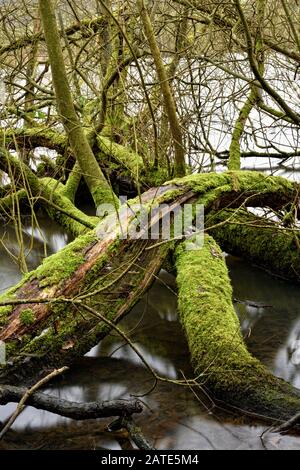 Trees covered in moss, algae, lichen, Shipley country park,Derbyshire,England,UK Stock Photo