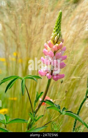 Closeup pink lupin flower (Lupinus) Stock Photo