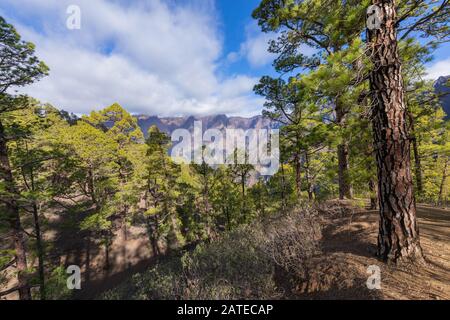 Pine forest at Caldera de Taburiente National Park. Viewpoint La Cumbrecita, La Palma, Canary Island, Spain. Stock Photo