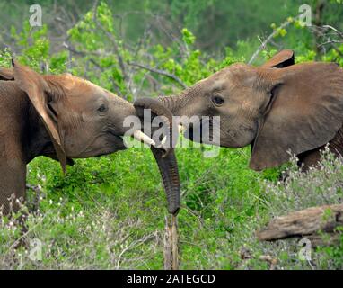 Two young bull elephants play-fighting.  Tsavo East National Park, Kenya.  (Loxodonta africana) Stock Photo