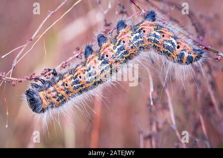 Side on shot of the buff tip moth (Phalera bucephala) crawling through the vegetation Stock Photo