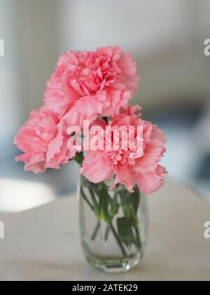 Pink Carnation Flower in water glass on the table Stock Photo