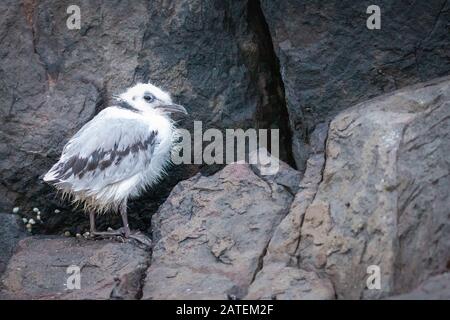 A young kittiwake chick (Rissa tridactyla) waits on the rocky ledge for its parents to return to the nest to feed it Stock Photo
