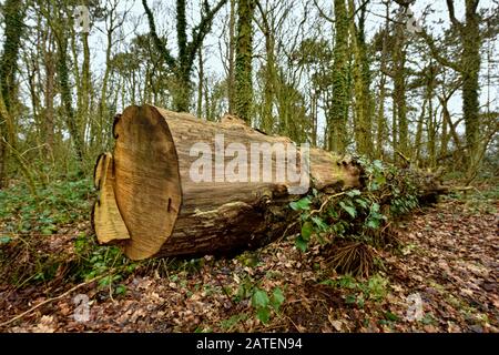 Large fallen dead tree trunk in a woodland area UK Stock Photo