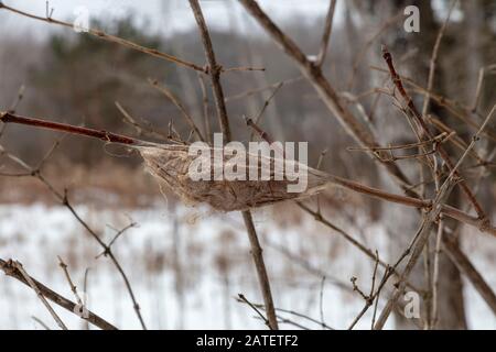 Cecropia cocoon (Hyalophora cecropia), spun on tree limb, Winter, E USA, by James D Coppinger/Dembinsky Photo Assoc Stock Photo
