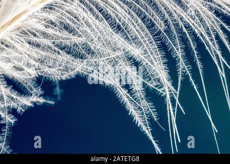 Close up macro shot of soft white down feather of a pekin duck, Anas platyrhynchos domesticus Stock Photo