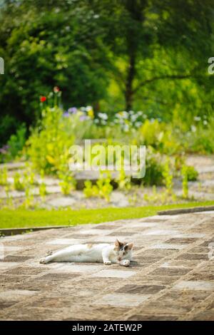 Cat lying in a garden in summer, Devon, UK Stock Photo