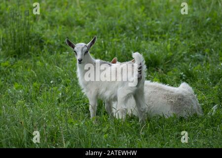 Goat kids  playing together. Cute goat grazing on grass. Little kid goats. White goats in a field Stock Photo