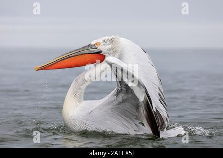 Dalmatian Pelican In Winter At Kerkini (Pelecanus crispus) Stock Photo